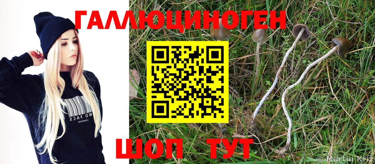 Галлюциногенные грибы Psilocybe  Вход с VPN  Клинцы 